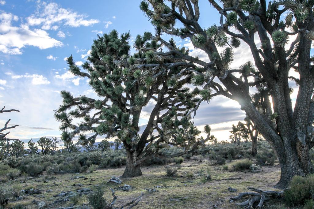 Grand Canyon Western Ranch Meadview ภายนอก รูปภาพ
