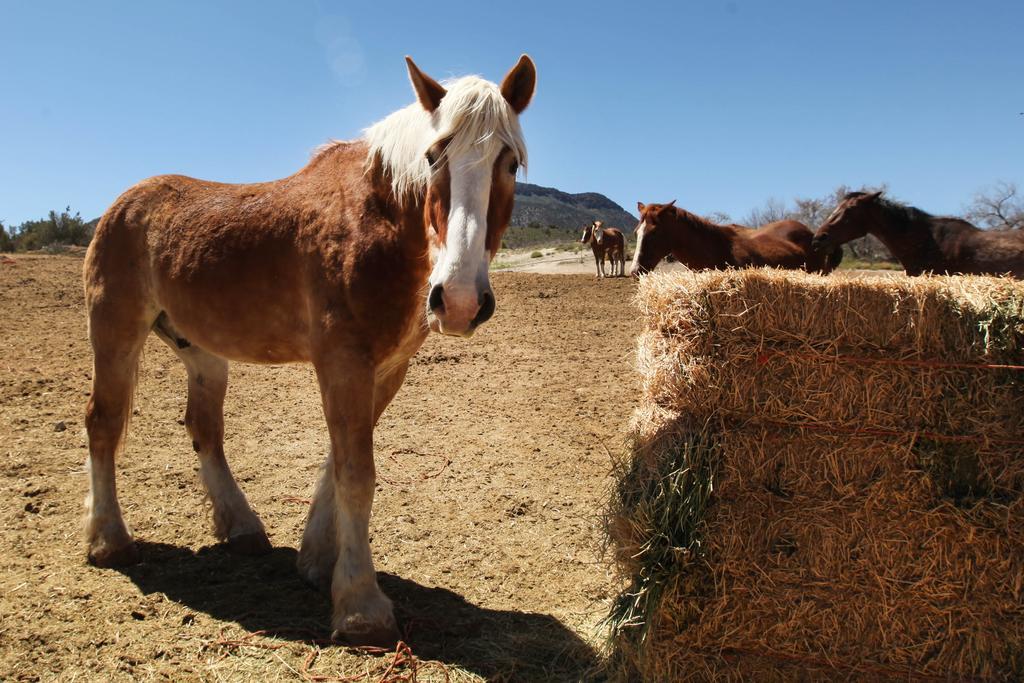 Grand Canyon Western Ranch Meadview ภายนอก รูปภาพ